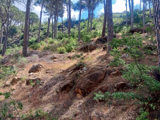 Land for sale in Selfaya - Aley