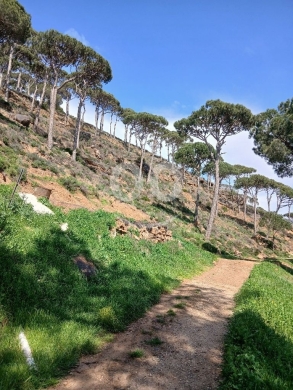 ارض صنوبر للبيع في صليما | Pine Land for Sale in Salima