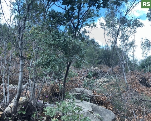 Hot Deal for Investors & Developers - Adonis – Jbeil REF#RS130048