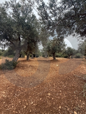 AGRICULTURAL LAND/ panoramic view, in a very quiet area/ZGHARTA,ALMA/علما/ REF#YN139219 !