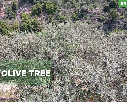 LAND/ Chabtine, Batroun/البترون/zoning 25/50/CALM AREA REF#BR137159 !