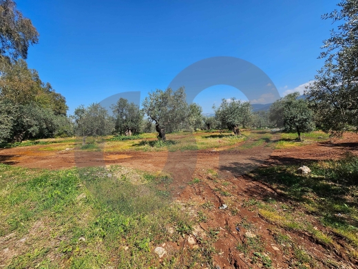 Land for Sale in Sahel Jdeideh – Zgharta/جديدة — زغرتا/REF#PC134047 ! — 4
