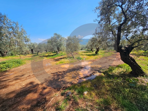 Land for Sale in Sahel Jdeideh – Zgharta/جديدة — زغرتا/REF#PC134047 ! — 2