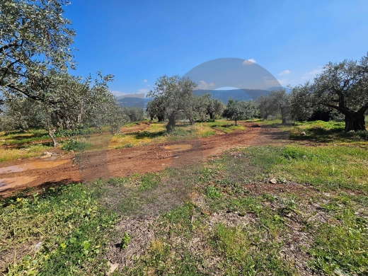 Land for Sale in Sahel Jdeideh – Zgharta/جديدة — زغرتا/REF#PC134047 ! — 3