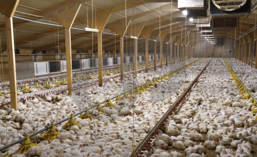 Fully equipped and operational,poultry farm, Jbeil /جبيل REF#NI133828 — 2