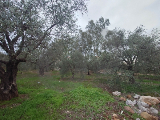 PrimeLand for Sale in Besebhel – Zgharta /بسبعل – زغرتا REF#TN132278 — 3