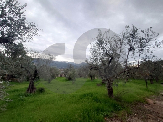 PrimeLand for Sale in Besebhel – Zgharta /بسبعل – زغرتا REF#TN132278 — 2