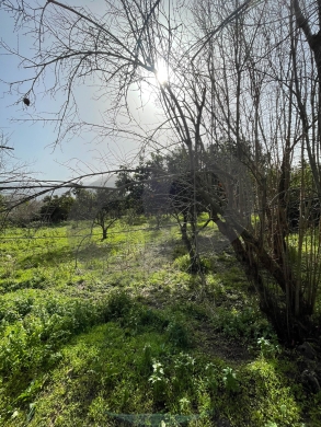 agricultural land, fully planted, Zgharta, rashiin/ زغرتا REF#YN131944 — 4