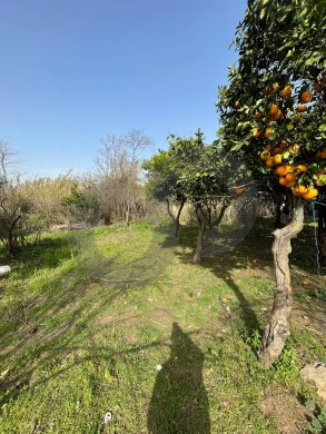 agricultural land, fully planted, Zgharta, rashiin/ زغرتا REF#YN131944 — 2
