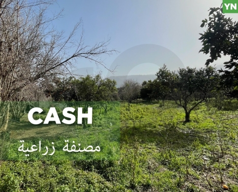 agricultural land, fully planted, Zgharta, rashiin/ زغرتا REF#YN131944