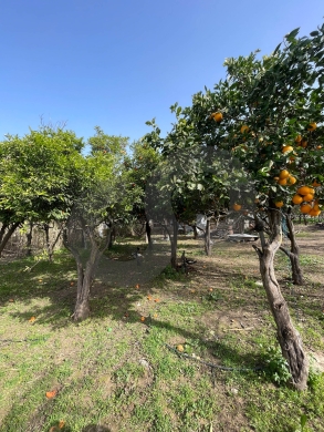 agricultural land, fully planted, Zgharta, rashiin/ زغرتا REF#YN131944 — 3