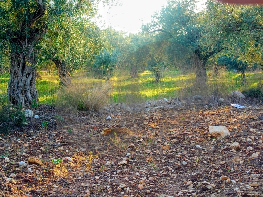LAND/Only 20m from the main road/Nbouch-Zgharta/نبوح ! REF#TN131722 — 4