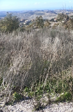 Prime Investment Opportunity | 1,200 sqm | Zoning 30/60 ! REF#YF131197 — 4