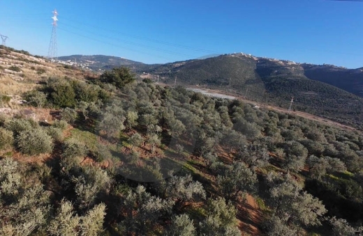 fully planted with mature olive trees, zgharta, rashiin REF#YN129611 — 2