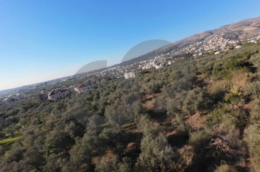 fully planted with mature olive trees, zgharta, rashiin REF#YN129611 — 4