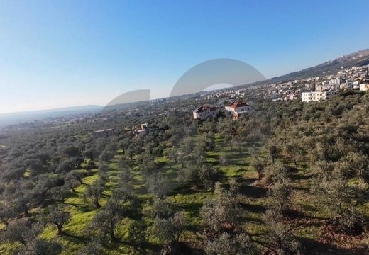 fully planted with mature olive trees, zgharta, rashiin REF#YN129611 — 5