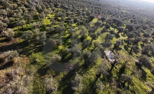fully planted with mature olive trees, zgharta, rashiin REF#YN129611 — 3