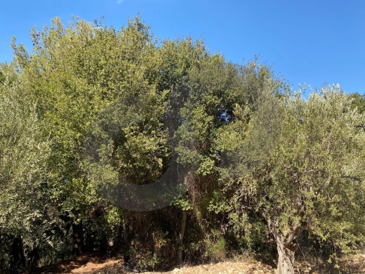 agricultural land, planted with olive, Zgharta, sakhra REF#YN129276 — 3