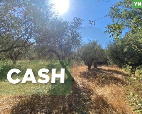 agricultural land, planted with olive, Zgharta, sakhra REF#YN129276