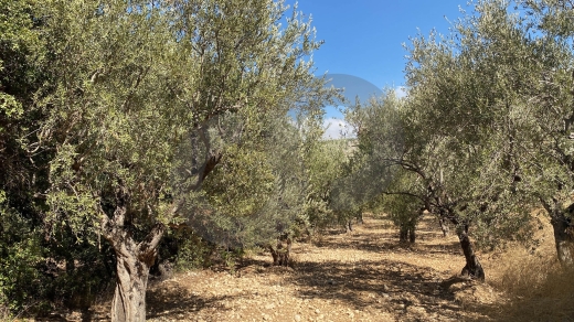agricultural land, planted with olive, Zgharta, sakhra REF#YN129276 — 2