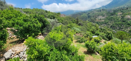 Beautiful Land 100 Olive trees in ADONIS JBEIL/ادونيس جبيلREF#BT109999 — 5