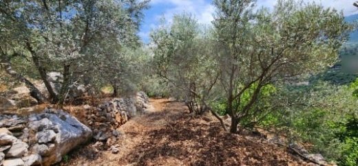 Beautiful Land 100 Olive trees in ADONIS JBEIL/ادونيس جبيلREF#BT109999 — 2