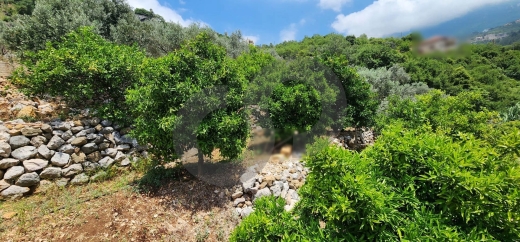 Beautiful Land 100 Olive trees in ADONIS JBEIL/ادونيس جبيلREF#BT109999 — 4