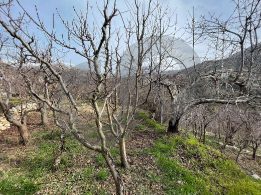 5000 Land for sale FARAYA — 2