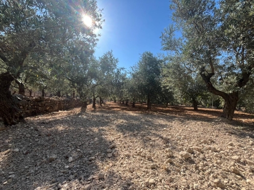 2,550 SQM Land with Trees For Sale in Amioun, Koura — 2