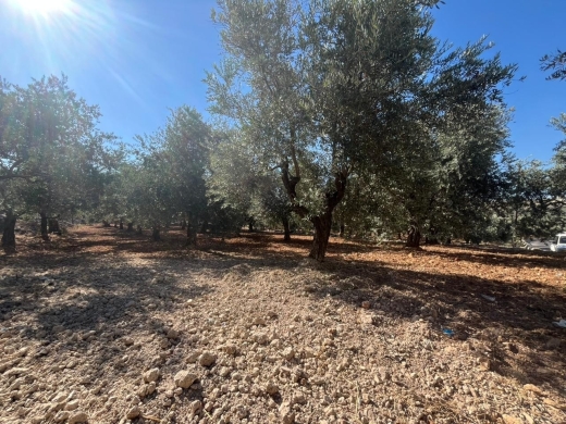 2,550 SQM Land with Trees For Sale in Amioun, Koura