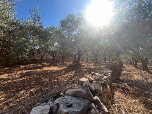 2,550 SQM Land with Trees For Sale in Amioun, Koura — 3
