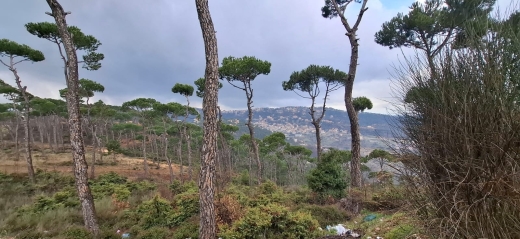 A 1,110 SQM Land For Sale in Bolonia — 2