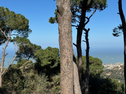 A 700 SQM Land With Sea And Mountain View For Sale in Broumana