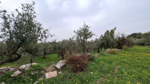 Beautiful Land For Sale in Monsef With No Slope