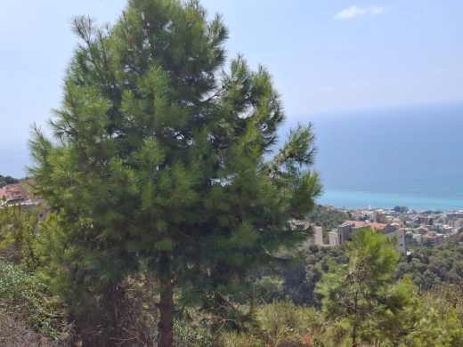 3,780 SQM Land With Sea View For Sale in Halat