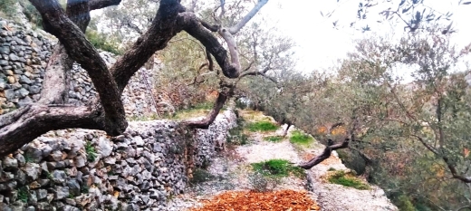 696 SQM Land For Sale in Chabtine, Batroun With Road Access