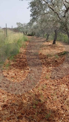LAND/ أرض للبيع – كورة، كفرقاهل/Koura/ REF#TI137384 ! — 4