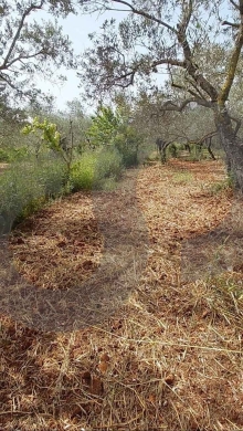 LAND/ أرض للبيع – كورة، كفرقاهل/Koura/ REF#TI137384 ! — 3