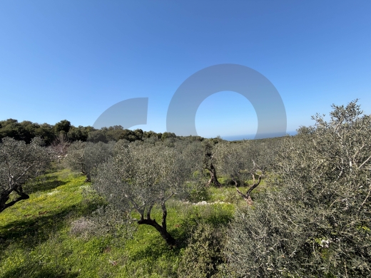Prime Investment Opportunity, great deal, balamand/بلمند REF#KM133815 — 4