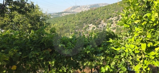MOUNTAIN VIEW, CALM AREA, BZIZA-KOURA, بزيزا, REF#YT138802 — 8