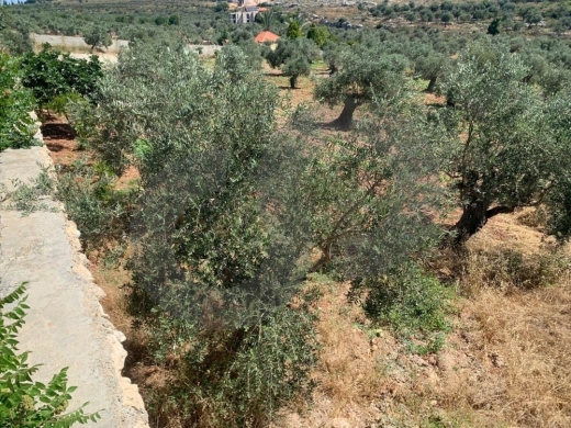 GREAT DEAL,LAND,MAIN ROAD, AFASDIQ-KOURA,عفصديق,REF#YT137889 — 3