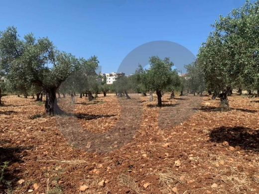 LAND/ Afsdiq – Koura/عفصديق – الكورة/ Zoning 15/30/ REF#YT137891 — 6