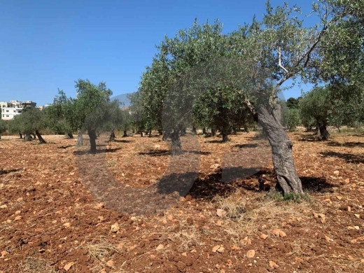 LAND/ Afsdiq – Koura/عفصديق – الكورة/ Zoning 15/30/ REF#YT137891 — 5
