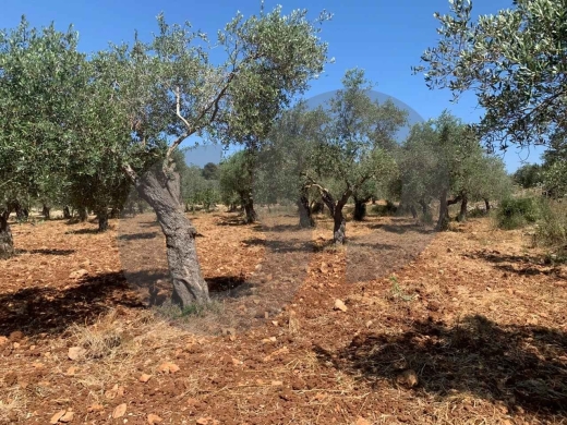 LAND/ Afsdiq – Koura/عفصديق – الكورة/ Zoning 15/30/ REF#YT137891 — 4