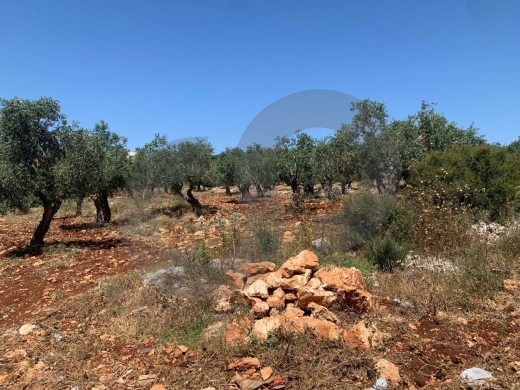 amazing Deal, great Investment , Afsdiq, Koura/عفصديق REF#YT137890 — 4