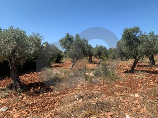 amazing Deal, great Investment , Afsdiq, Koura/عفصديق REF#YT137890 — 6