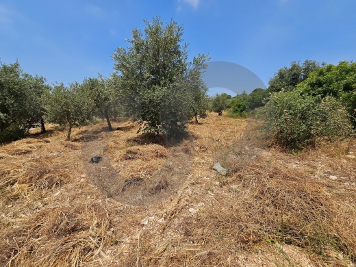 Flat land, great deal, koura, Bhabouch /بحبوش، الكورة REF#PC137365 — 4