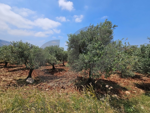 Flat land, great deal, koura, bziza/بزيزا، الكورة REF#PC137364 — 2