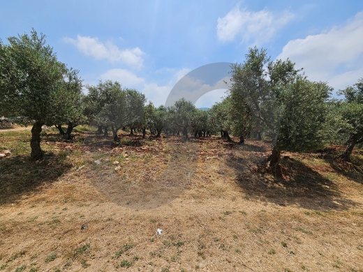 Flat land, great deal, koura, bziza/بزيزا، الكورة REF#PC137364 — 4