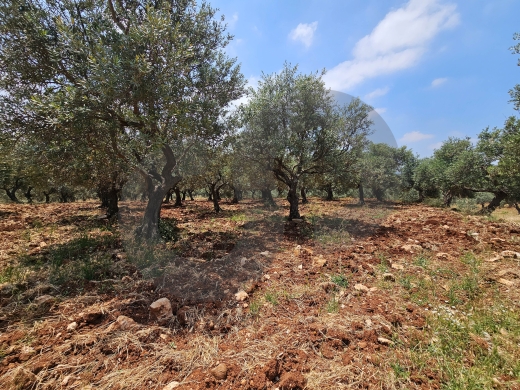 Flat land, great deal, koura, bziza/بزيزا، الكورة REF#PC137364 — 3